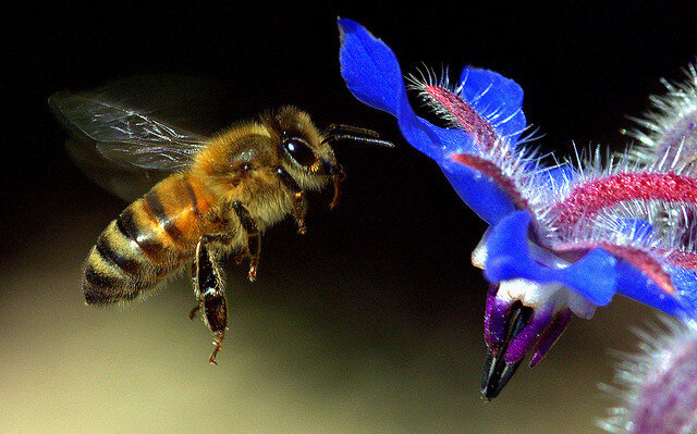 Bee-and-Borage.jpg